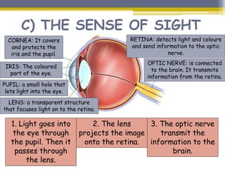 C) THE SENSE OF SIGHT
RETINA: detects light and colours
and send information to the optic
nerve.
OPTIC NERVE: is connected
to the brain. It transmits
information from the retina.
CORNEA: It covers
and protects the
iris and the pupil.
IRIS: The coloured
part of the eye.
PUPIL: a small hole that
lets light into the eye.
LENS: a transparent structure
that focuses light on to the retina.
1. Light goes into
the eye through
the pupil. Then it
passes through
the lens.
2. The lens
projects the image
onto the retina.
3. The optic nerve
transmit the
information to the
brain.
 