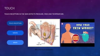Understanding Human Interaction Through the Five Senses and Nervous ...
