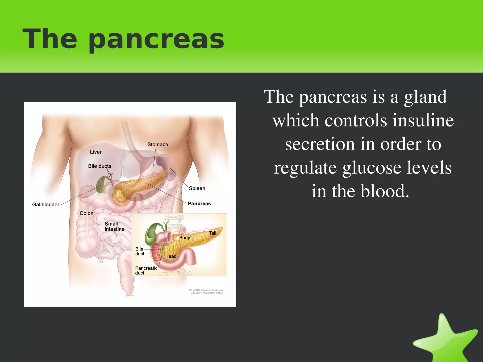 The pancreas

                   The pancreas is a gland 
                    which controls insuline 
                     secretion in order to 
                    regulate glucose levels 
                        in the blood. 




                
 