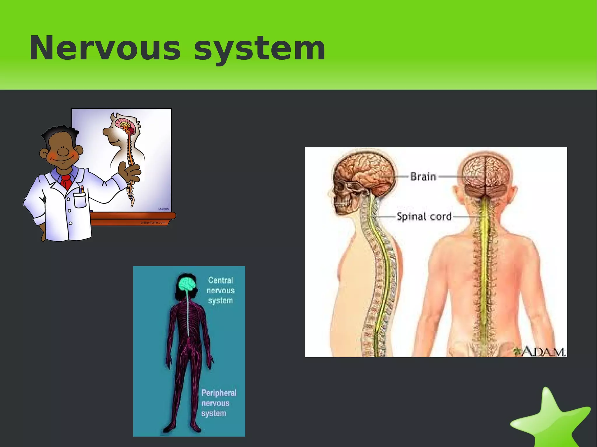 Nervous system




             
 