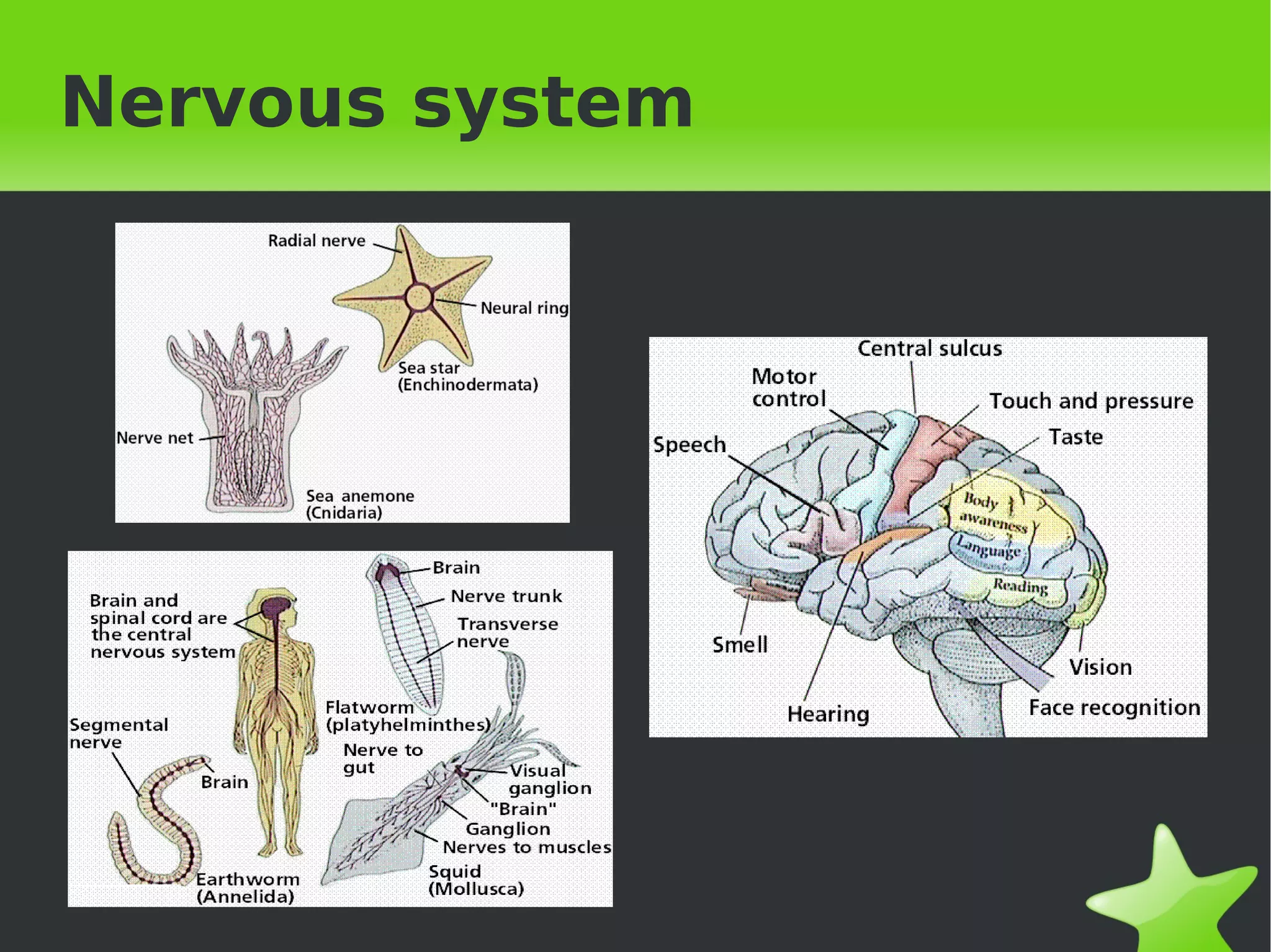 Nervous system




             
 