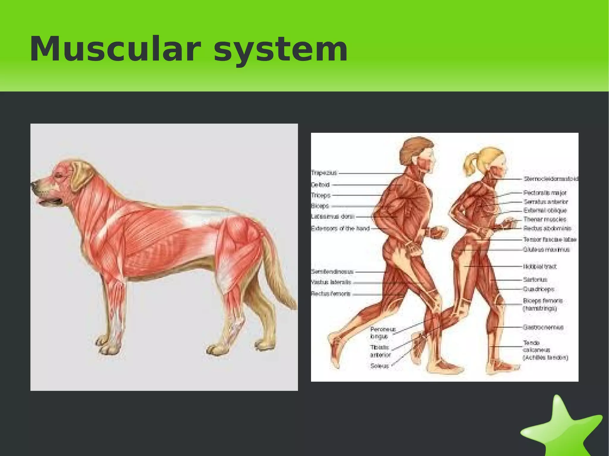 Muscular system




             
 