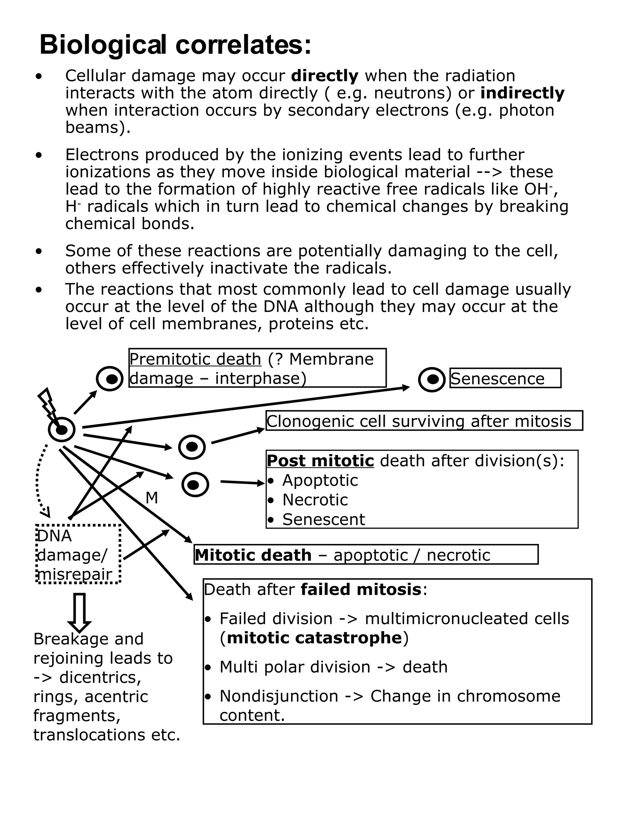Cellular damage may occur  directly  when the radiation interacts with the atom directly ( e.g. neutrons) or  indirectly  when interaction occurs by secondary electrons (e.g. photon beams). Electrons produced by the ionizing events lead to further ionizations as they move inside biological material --> these lead to the formation of highly reactive free radicals like OH - , H -  radicals which in turn lead to chemical changes by breaking chemical bonds. Some of these reactions are potentially damaging to the cell, others effectively inactivate the radicals. The reactions that most commonly lead to cell damage usually occur at the level of the DNA although they may occur at the level of cell membranes, proteins etc.  Biological correlates: DNA damage/ misrepair M Premitotic death  (? Membrane damage – interphase)  Senescence Clonogenic cell surviving after mitosis Post mitotic  death after division(s): Apoptotic Necrotic Senescent Mitotic death  – apoptotic / necrotic Death after  failed mitosis : Failed division -> multimicronucleated cells ( mitotic catastrophe ) Multi polar division -> death Nondisjunction -> Change in chromosome content. Breakage and rejoining leads to -> dicentrics, rings, acentric fragments, translocations etc. 