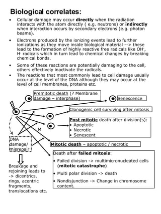 Cellular damage may occur  directly  when the radiation interacts with the atom directly ( e.g. neutrons) or  indirectly  when interaction occurs by secondary electrons (e.g. photon beams). Electrons produced by the ionizing events lead to further ionizations as they move inside biological material --> these lead to the formation of highly reactive free radicals like OH - , H -  radicals which in turn lead to chemical changes by breaking chemical bonds. Some of these reactions are potentially damaging to the cell, others effectively inactivate the radicals. The reactions that most commonly lead to cell damage usually occur at the level of the DNA although they may occur at the level of cell membranes, proteins etc.  Biological correlates: DNA damage/ misrepair M Premitotic death  (? Membrane damage – interphase)  Senescence Clonogenic cell surviving after mitosis Post mitotic  death after division(s): Apoptotic Necrotic Senescent Mitotic death  – apoptotic / necrotic Death after  failed mitosis : Failed division -> multimicronucleated cells ( mitotic catastrophe ) Multi polar division -> death Nondisjunction -> Change in chromosome content. Breakage and rejoining leads to -> dicentrics, rings, acentric fragments, translocations etc. 