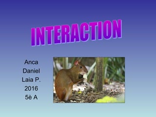 Anca
Daniel
Laia P.
2016
5è A
 