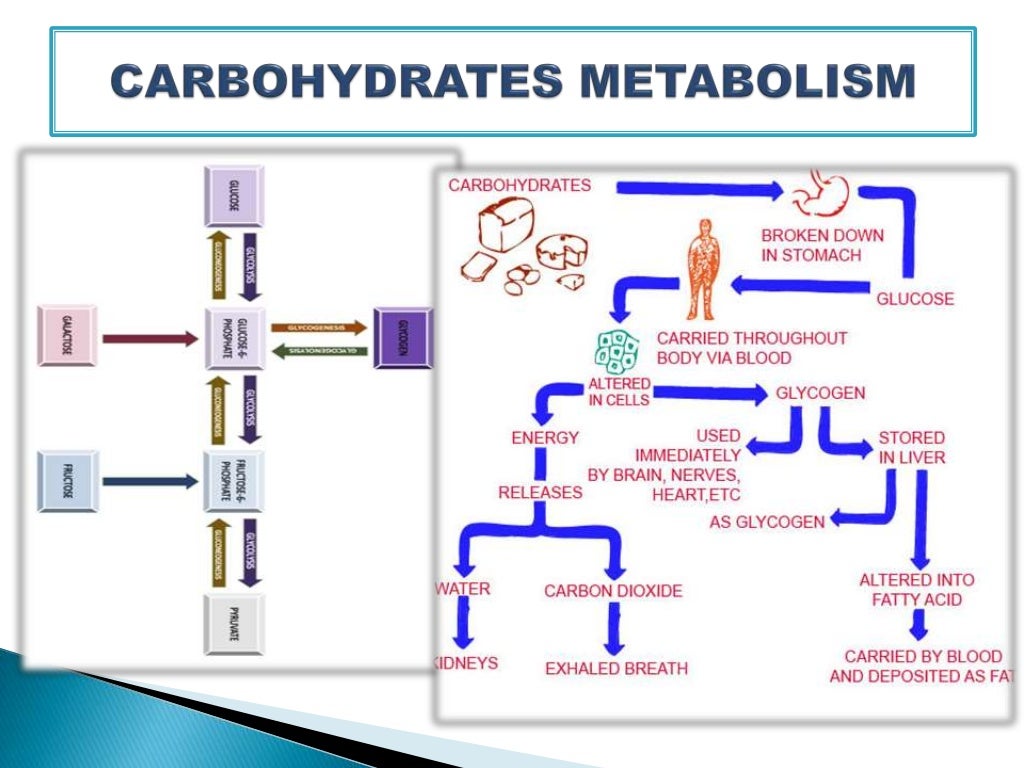 Interaction between carbohydrate , protein and fat metabolism