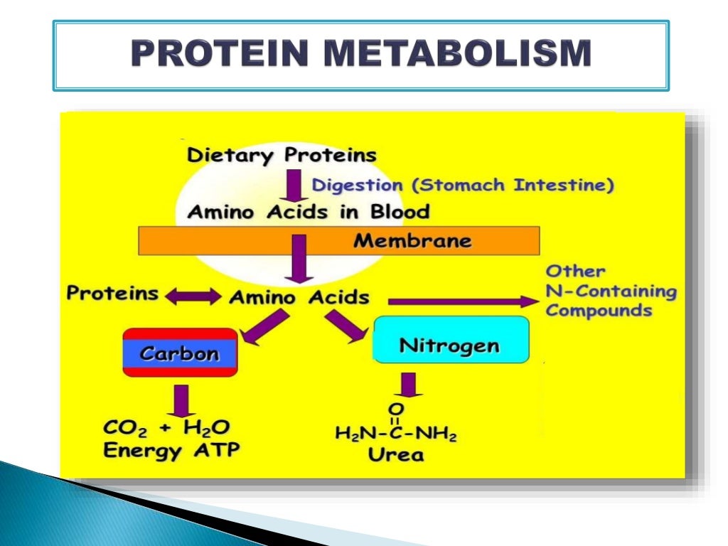 What Element Makes Protein Different From Carbohydrate And Fat Interaction between carbohydrate , protein and fat metabolism