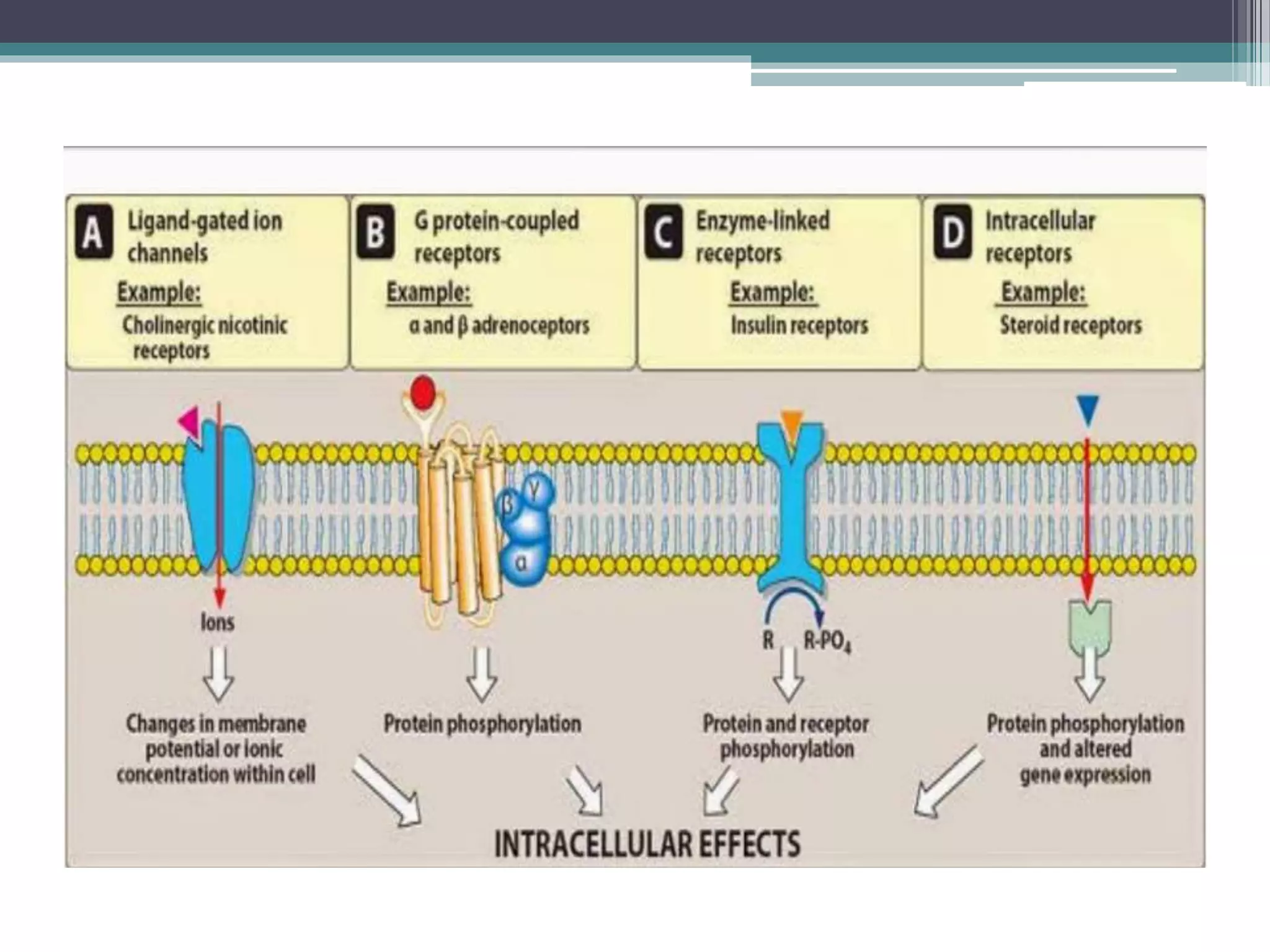 Interaction between ligand and receptor | PPTX