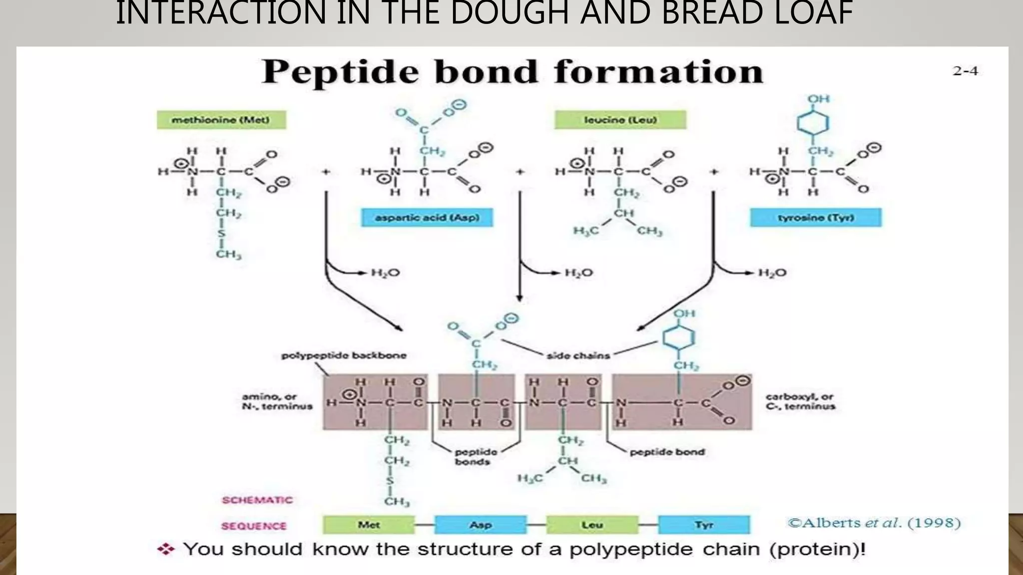 INTERACTION IN THE DOUGH AND BREAD LOAF
 