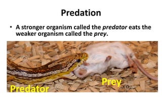 Predation
• A stronger organism called the predator eats the
weaker organism called the prey.
Predator
Prey
 