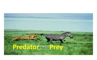 Predator Prey
 