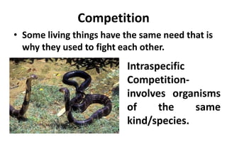 Competition
• Some living things have the same need that is
why they used to fight each other.
Intraspecific
Competition-
involves organisms
of the same
kind/species.
 