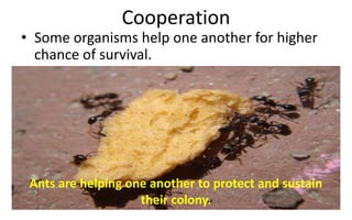 Cooperation
• Some organisms help one another for higher
chance of survival.
Ants are helping one another to protect and sustain
their colony.
 