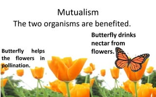 Mutualism
The two organisms are benefited.
Butterfly drinks
nectar from
flowers.Butterfly helps
the flowers in
pollination.
 