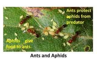 Ants protect
aphids from
predator
Aphids give
food to ants.
Ants and Aphids
 