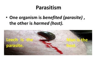 Parasitism
• One organism is benefited (parasite) ,
the other is harmed (host).
Man is the
host.
Leech is the
parasite.
 