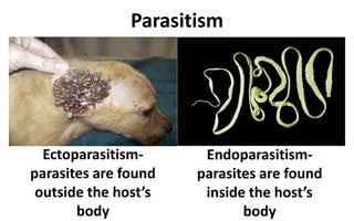 Parasitism
Ectoparasitism-
parasites are found
outside the host’s
body
Endoparasitism-
parasites are found
inside the host’s
body
 