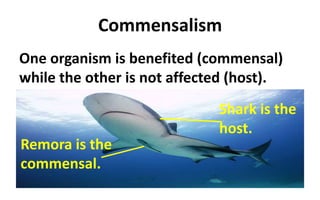 Commensalism
One organism is benefited (commensal)
while the other is not affected (host).
Shark is the
host.
Remora is the
commensal.
 