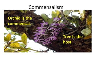 Commensalism
Tree is the
host.
Orchid is the
commensal.
 