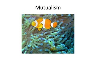 Mutualism
 