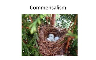Commensalism
 