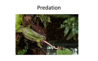 Predation
 