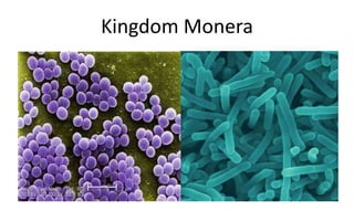 Kingdom Monera
 