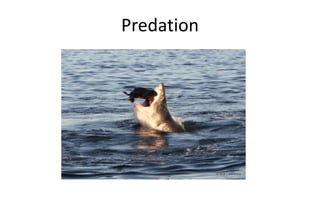 Predation
 
