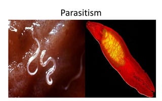 Parasitism
 