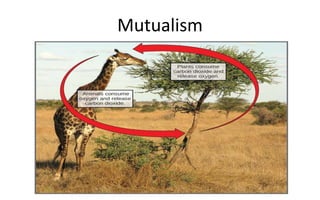 Mutualism
 