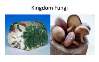Kingdom Fungi
 