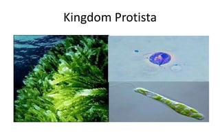 Kingdom Protista
 