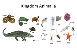 Kingdom Animalia
 