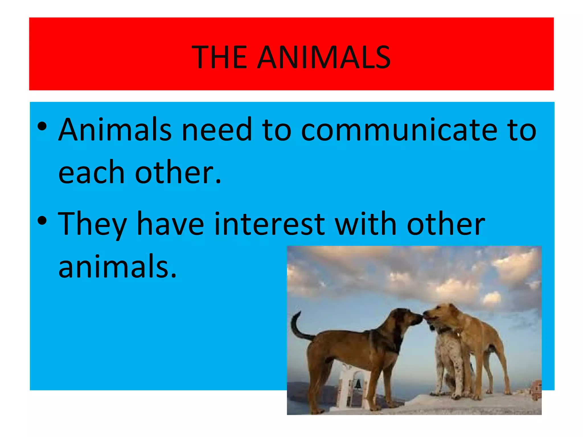 Animals Interaction