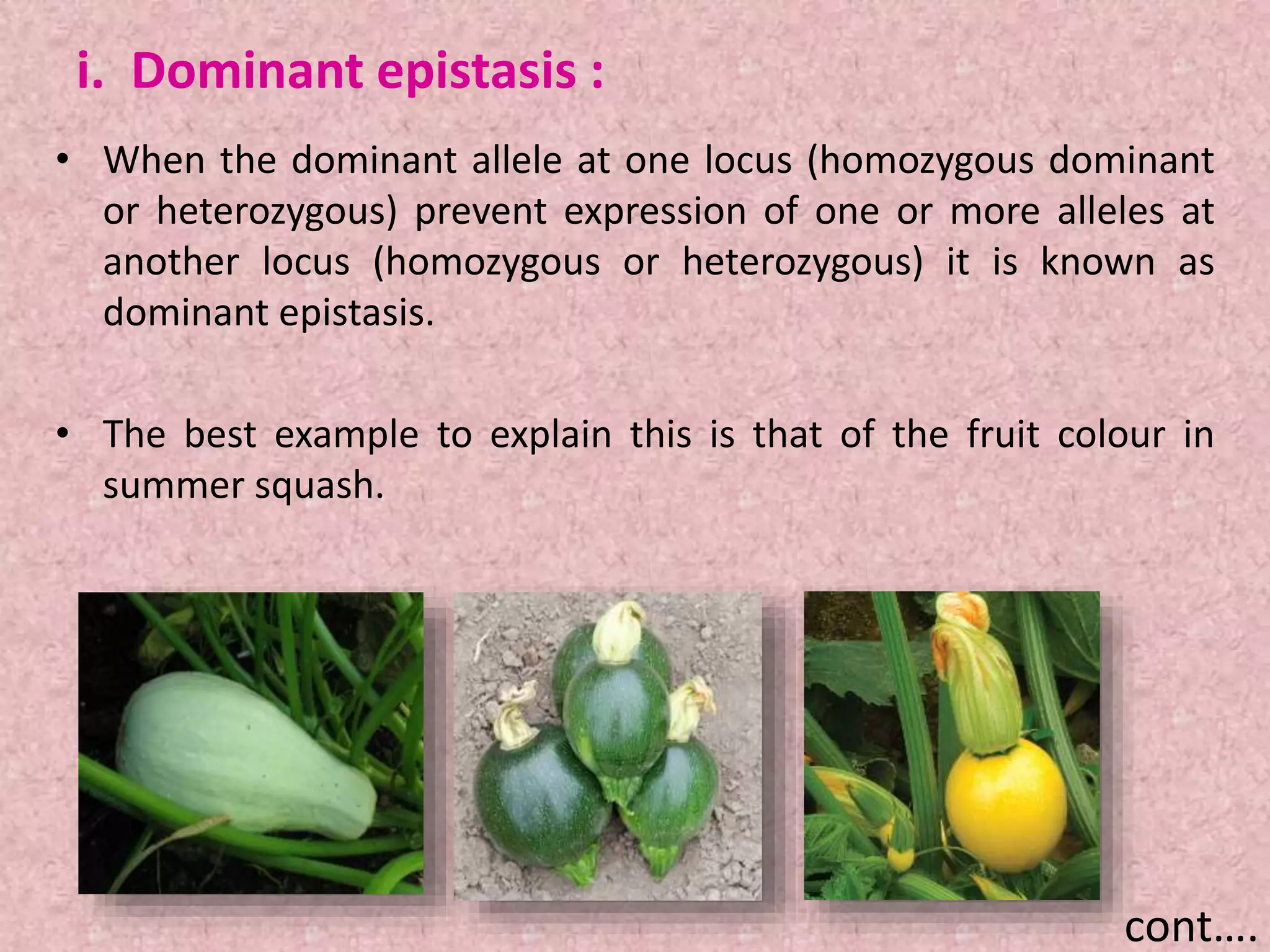 i. Dominant epistasis :
• When the dominant allele at one locus (homozygous dominant
or heterozygous) prevent expression of one or more alleles at
another locus (homozygous or heterozygous) it is known as
dominant epistasis.
• The best example to explain this is that of the fruit colour in
summer squash.
cont….
 