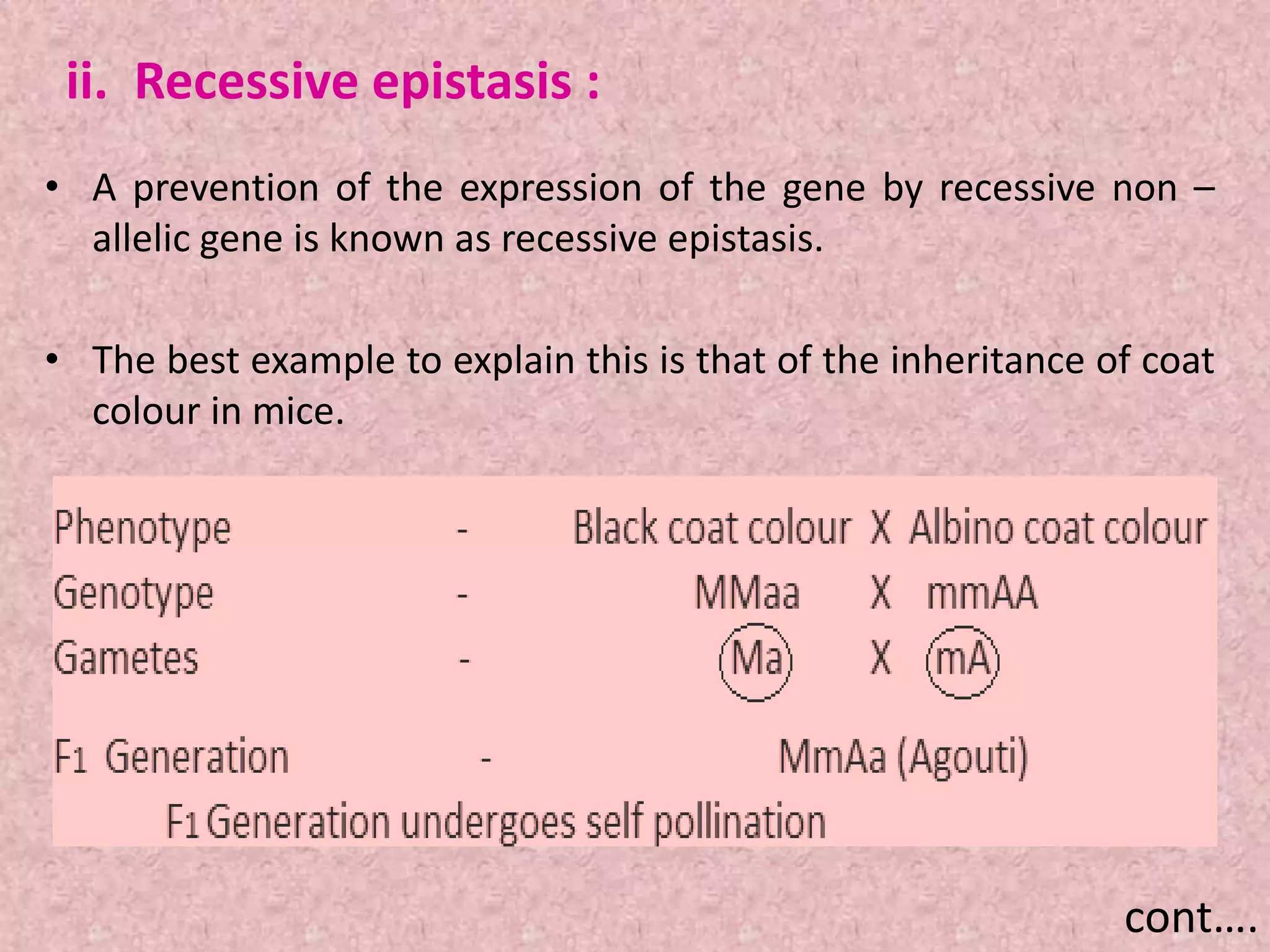 ii. Recessive epistasis :
• A prevention of the expression of the gene by recessive non –
allelic gene is known as recessive epistasis.
• The best example to explain this is that of the inheritance of coat
colour in mice.
cont….
 