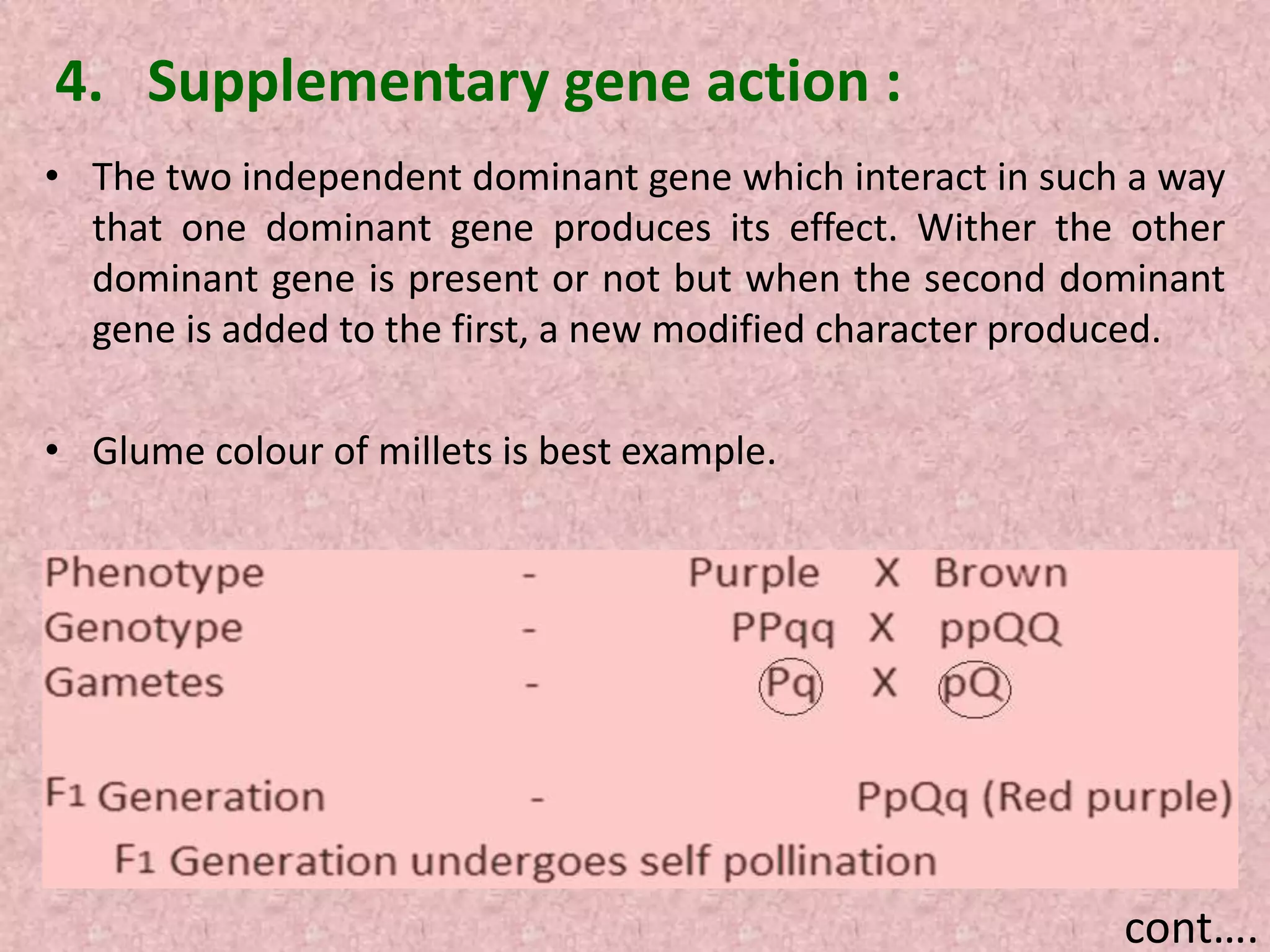 cont….
4. Supplementary gene action :
• The two independent dominant gene which interact in such a way
that one dominant gene produces its effect. Wither the other
dominant gene is present or not but when the second dominant
gene is added to the first, a new modified character produced.
• Glume colour of millets is best example.
 