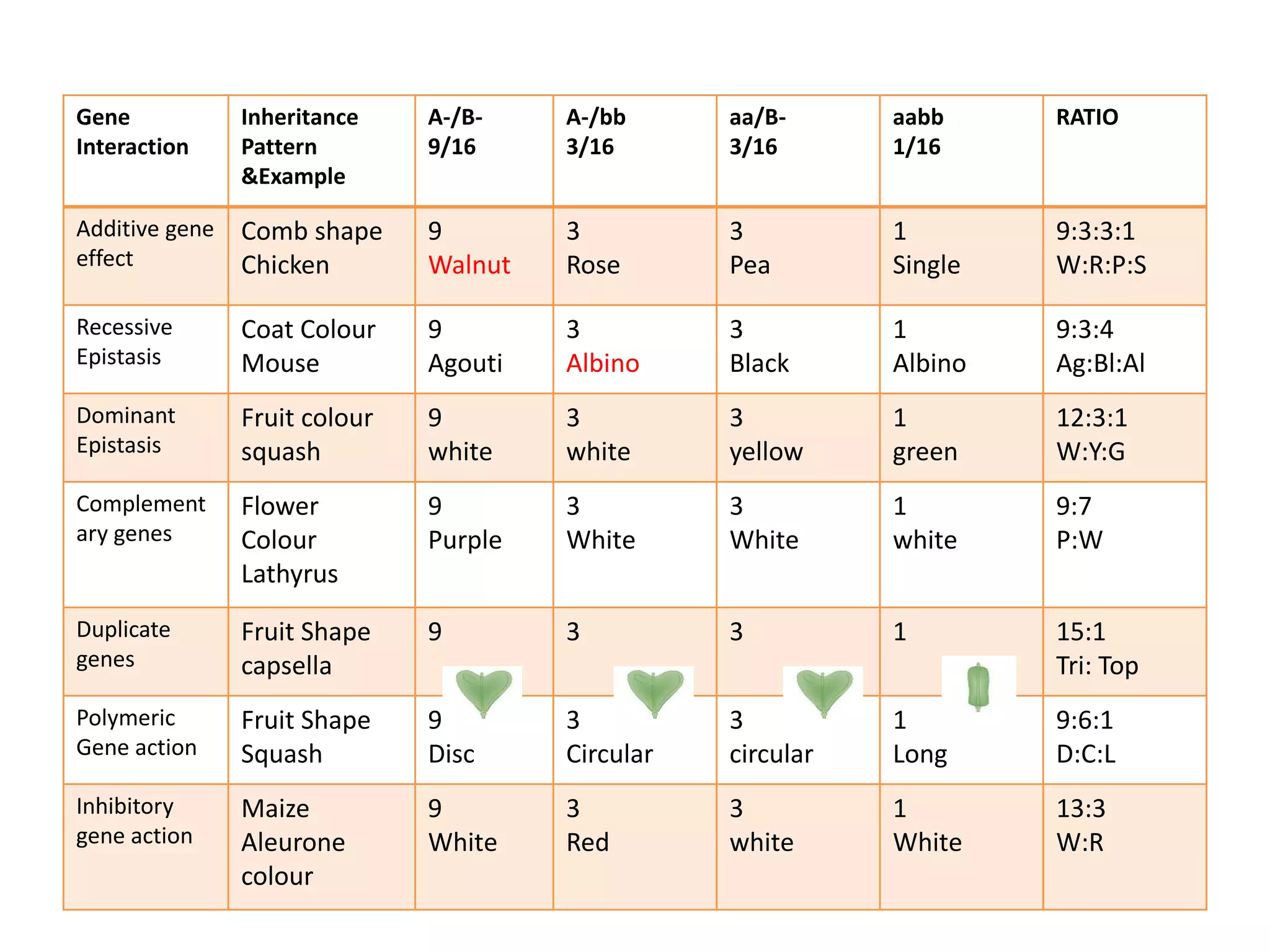 Gene
Interaction
Inheritance
Pattern
&Example
A-/B-
9/16
A-/bb
3/16
aa/B-
3/16
aabb
1/16
RATIO
Additive gene
effect
Comb shape
Chicken
9
Walnut
3
Rose
3
Pea
1
Single
9:3:3:1
W:R:P:S
Recessive
Epistasis
Coat Colour
Mouse
9
Agouti
3
Albino
3
Black
1
Albino
9:3:4
Ag:Bl:Al
Dominant
Epistasis
Fruit colour
squash
9
white
3
white
3
yellow
1
green
12:3:1
W:Y:G
Complement
ary genes
Flower
Colour
Lathyrus
9
Purple
3
White
3
White
1
white
9:7
P:W
Duplicate
genes
Fruit Shape
capsella
9 3 3 1 15:1
Tri: Top
Polymeric
Gene action
Fruit Shape
Squash
9
Disc
3
Circular
3
circular
1
Long
9:6:1
D:C:L
Inhibitory
gene action
Maize
Aleurone
colour
9
White
3
Red
3
white
1
White
13:3
W:R
 