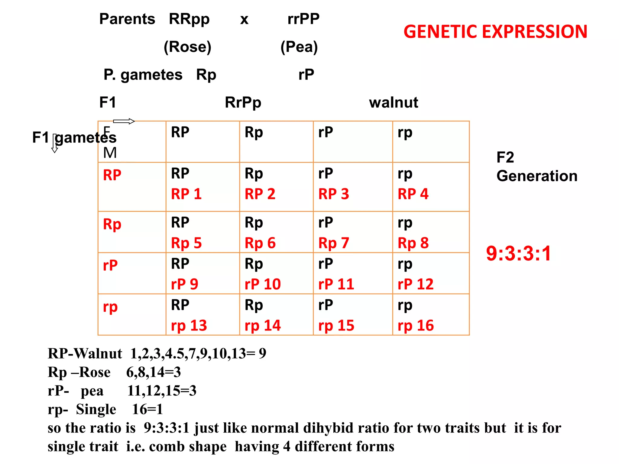 F
M
RP Rp rP rp
RP RP
RP 1
Rp
RP 2
rP
RP 3
rp
RP 4
Rp RP
Rp 5
Rp
Rp 6
rP
Rp 7
rp
Rp 8
rP RP
rP 9
Rp
rP 10
rP
rP 11
rp
rP 12
rp RP
rp 13
Rp
rp 14
rP
rp 15
rp
rp 16
F1 gametes
RP-Walnut 1,2,3,4.5,7,9,10,13= 9
Rp –Rose 6,8,14=3
rP- pea 11,12,15=3
rp- Single 16=1
so the ratio is 9:3:3:1 just like normal dihybid ratio for two traits but it is for
single trait i.e. comb shape having 4 different forms
Parents RRpp x rrPP
(Rose) (Pea)
P. gametes Rp rP
F1 RrPp walnut
GENETIC EXPRESSION
F2
Generation
9:3:3:1
 