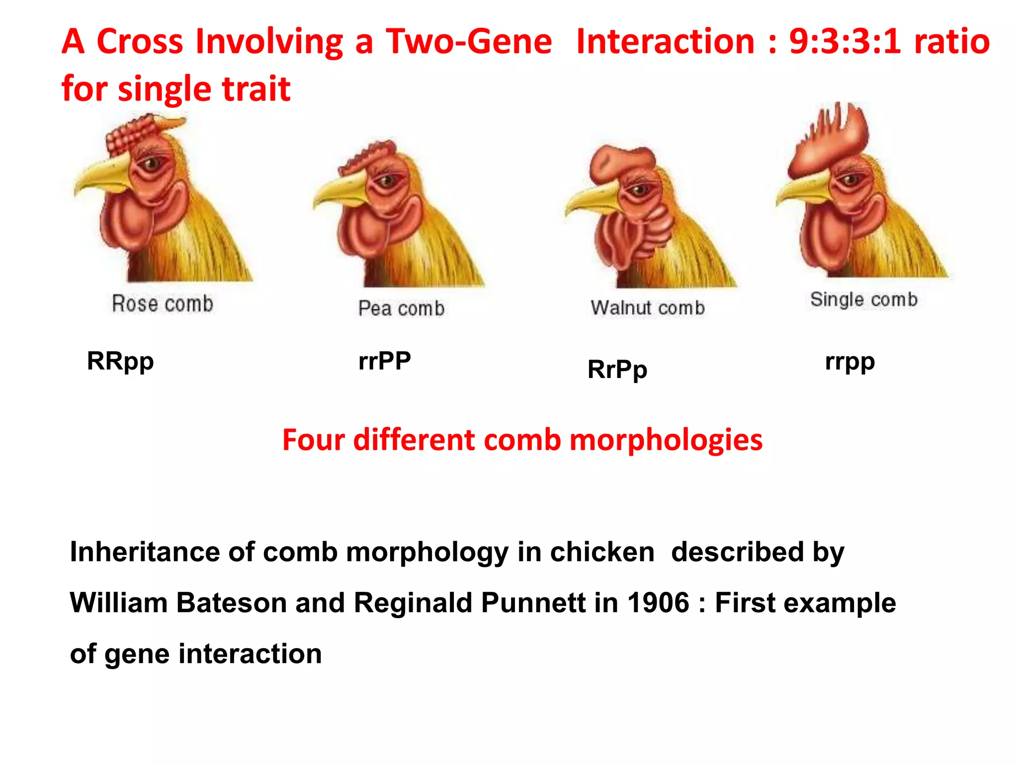 A Cross Involving a Two-Gene Interaction : 9:3:3:1 ratio
for single trait
RRpp rrPP RrPp rrpp
Inheritance of comb morphology in chicken described by
William Bateson and Reginald Punnett in 1906 : First example
of gene interaction
Four different comb morphologies
 