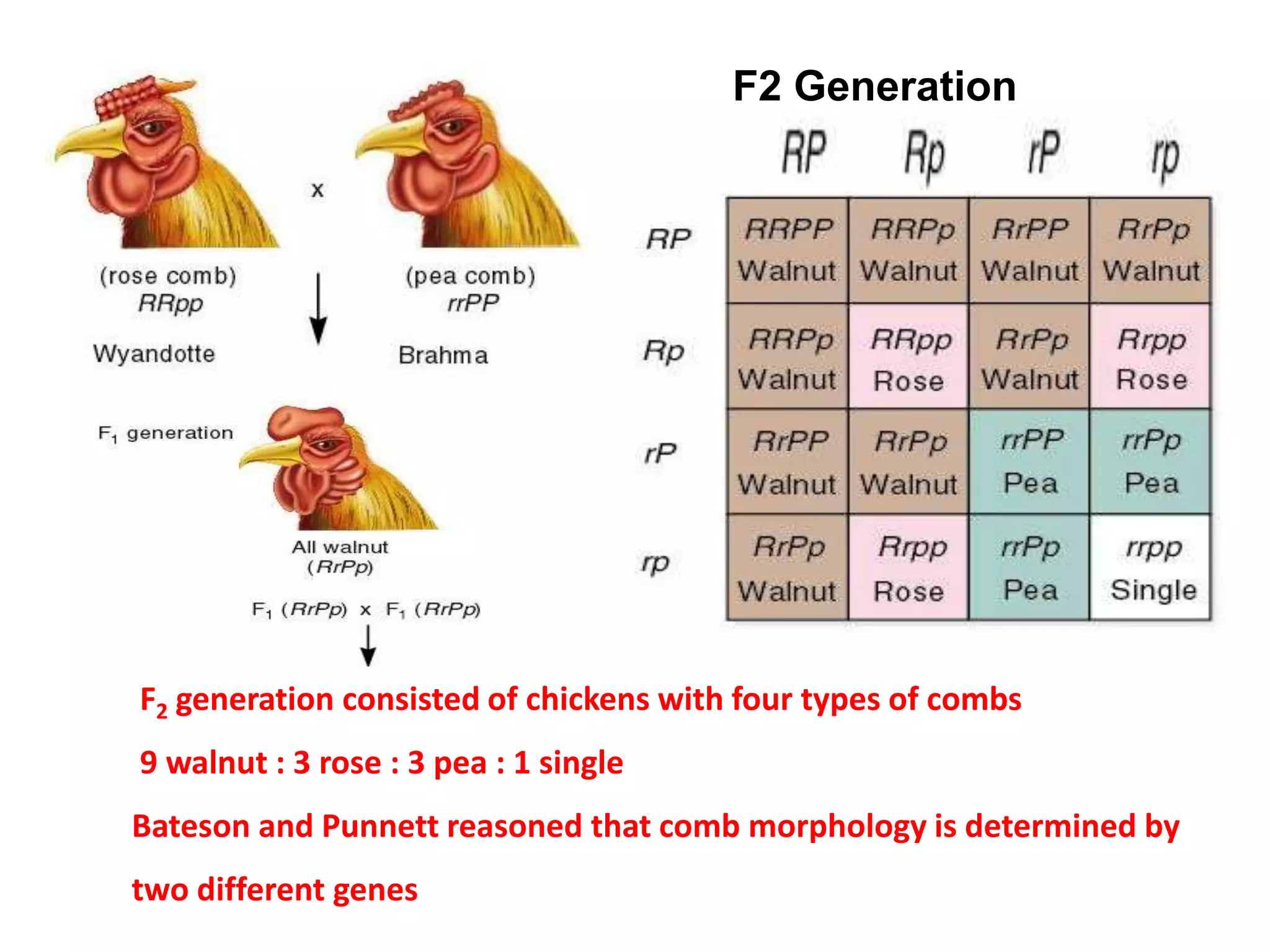 F2 Generation
F2 generation consisted of chickens with four types of combs
9 walnut : 3 rose : 3 pea : 1 single
Bateson and Punnett reasoned that comb morphology is determined by
two different genes
 