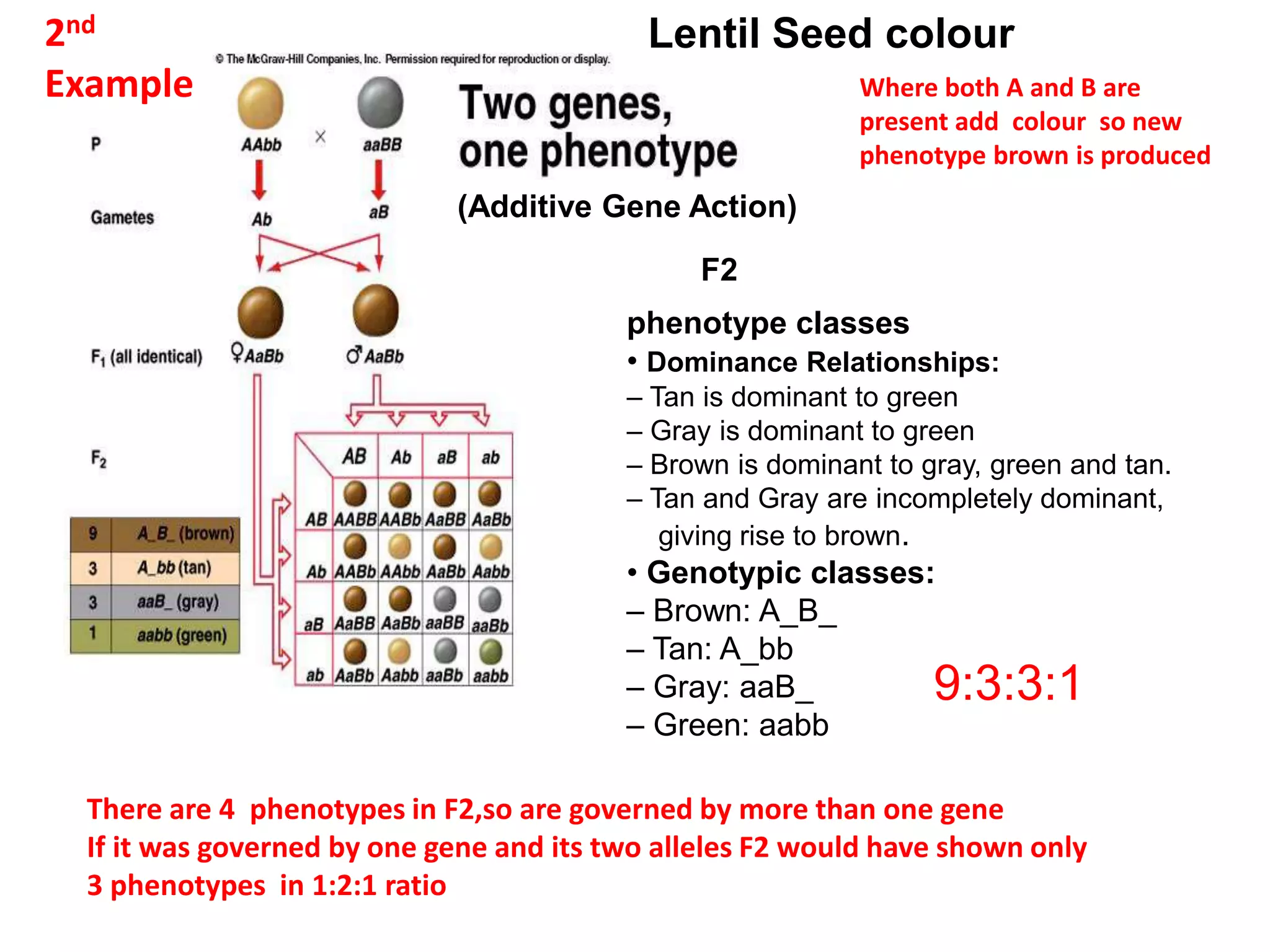 (Additive Gene Action)
There are 4 phenotypes in F2,so are governed by more than one gene
If it was governed by one gene and its two alleles F2 would have shown only
3 phenotypes in 1:2:1 ratio
Where both A and B are
present add colour so new
phenotype brown is produced
F2
phenotype classes
• Dominance Relationships:
– Tan is dominant to green
– Gray is dominant to green
– Brown is dominant to gray, green and tan.
– Tan and Gray are incompletely dominant,
giving rise to brown.
• Genotypic classes:
– Brown: A_B_
– Tan: A_bb
– Gray: aaB_
– Green: aabb
2nd
Example
Lentil Seed colour
9:3:3:1
 