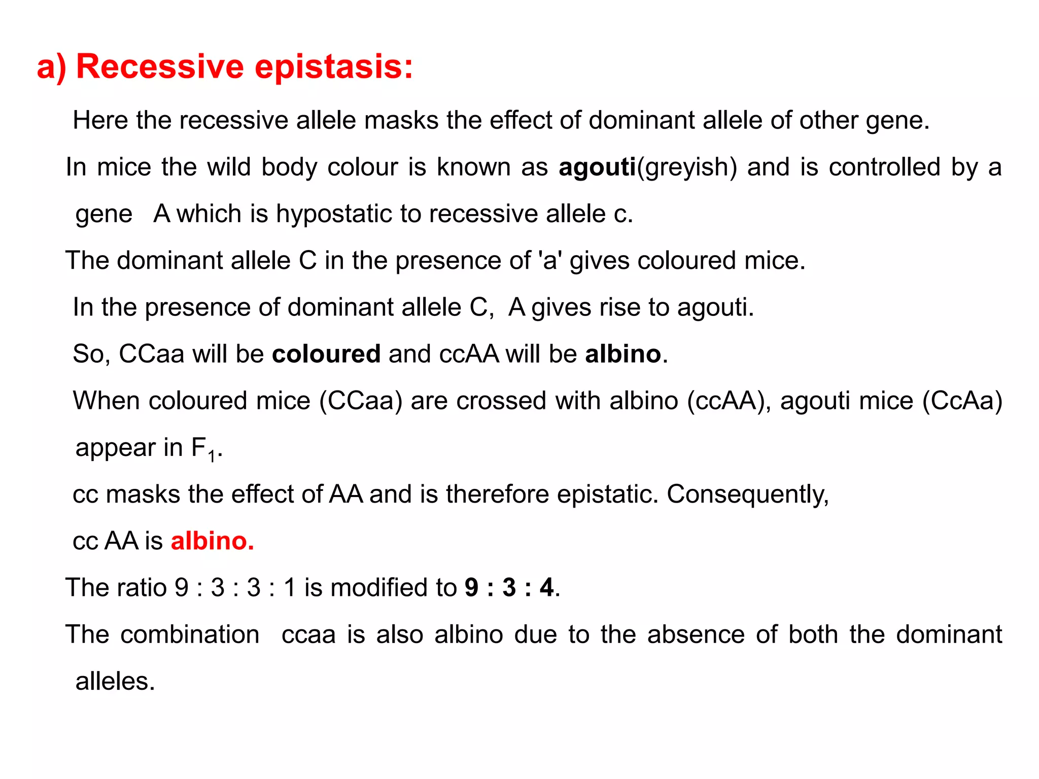 a) Recessive epistasis:
Here the recessive allele masks the effect of dominant allele of other gene.
In mice the wild body colour is known as agouti(greyish) and is controlled by a
gene A which is hypostatic to recessive allele c.
The dominant allele C in the presence of 'a' gives coloured mice.
In the presence of dominant allele C, A gives rise to agouti.
So, CCaa will be coloured and ccAA will be albino.
When coloured mice (CCaa) are crossed with albino (ccAA), agouti mice (CcAa)
appear in F1.
cc masks the effect of AA and is therefore epistatic. Consequently,
cc AA is albino.
The ratio 9 : 3 : 3 : 1 is modified to 9 : 3 : 4.
The combination ccaa is also albino due to the absence of both the dominant
alleles.
 