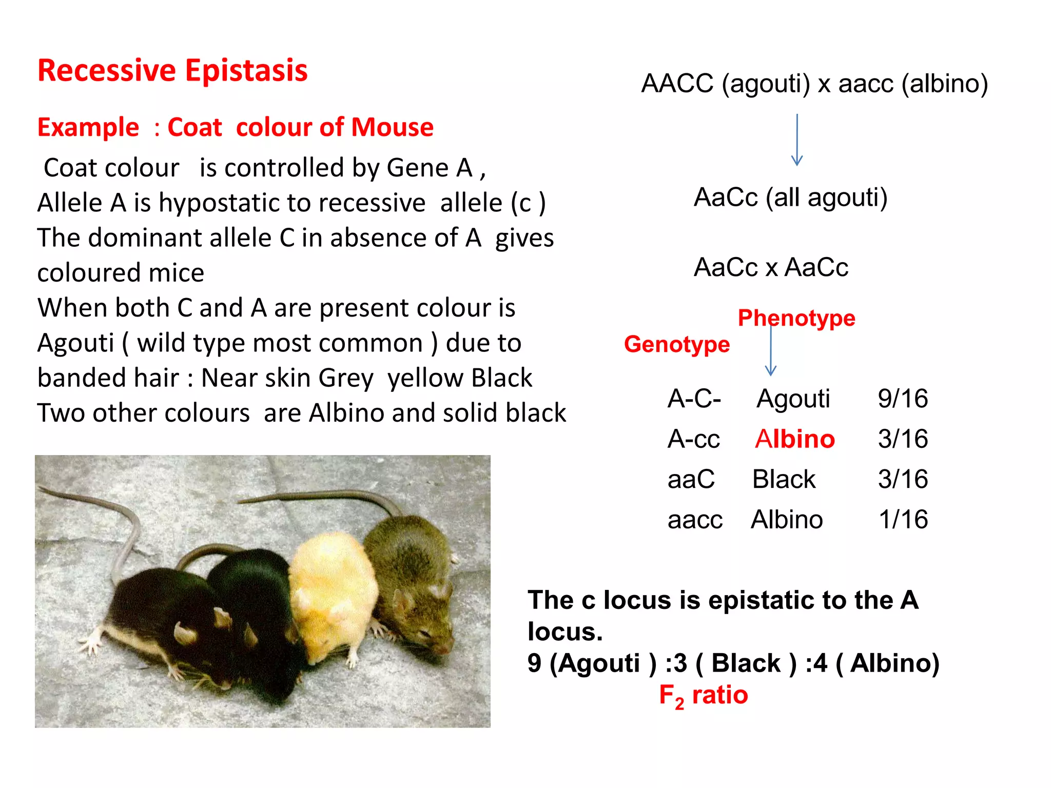 Recessive Epistasis
Example : Coat colour of Mouse
Coat colour is controlled by Gene A ,
Allele A is hypostatic to recessive allele (c )
The dominant allele C in absence of A gives
coloured mice
When both C and A are present colour is
Agouti ( wild type most common ) due to
banded hair : Near skin Grey yellow Black
Two other colours are Albino and solid black
AACC (agouti) x aacc (albino)
AaCc (all agouti)
AaCc x AaCc
A-C- Agouti 9/16
A-cc Albino 3/16
aaC Black 3/16
aacc Albino 1/16
The c locus is epistatic to the A
locus.
9 (Agouti ) :3 ( Black ) :4 ( Albino)
F2 ratio
Genotype
Phenotype
 