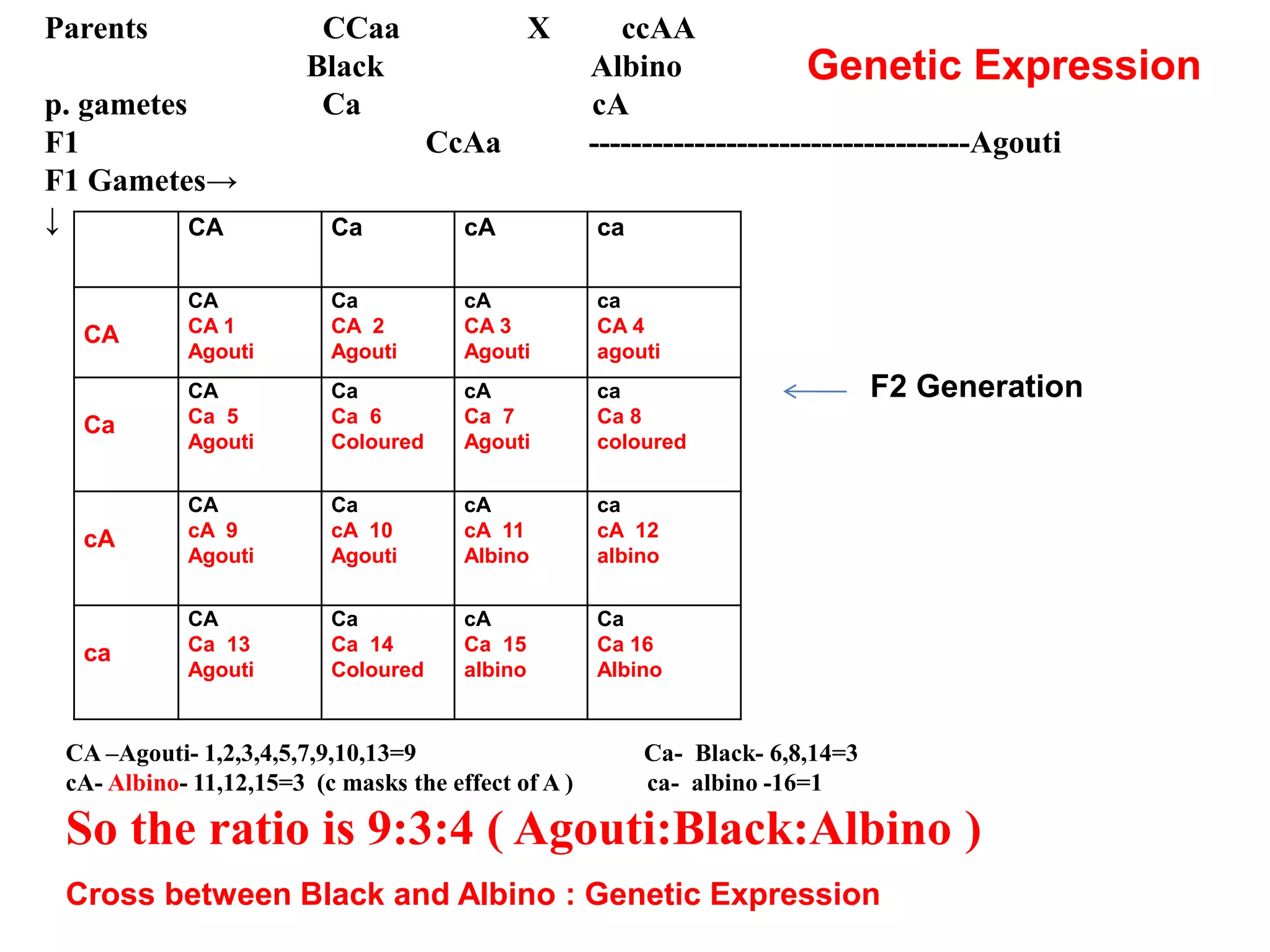 Parents CCaa X ccAA
Black Albino
p. gametes Ca cA
F1 CcAa ------------------------------------Agouti
F1 Gametes→
↓ CA Ca cA ca
CA
CA
CA 1
Agouti
Ca
CA 2
Agouti
cA
CA 3
Agouti
ca
CA 4
agouti
Ca
CA
Ca 5
Agouti
Ca
Ca 6
Coloured
cA
Ca 7
Agouti
ca
Ca 8
coloured
cA
CA
cA 9
Agouti
Ca
cA 10
Agouti
cA
cA 11
Albino
ca
cA 12
albino
ca
CA
Ca 13
Agouti
Ca
Ca 14
Coloured
cA
Ca 15
albino
Ca
Ca 16
Albino
CA –Agouti- 1,2,3,4,5,7,9,10,13=9 Ca- Black- 6,8,14=3
cA- Albino- 11,12,15=3 (c masks the effect of A ) ca- albino -16=1
So the ratio is 9:3:4 ( Agouti:Black:Albino )
F2 Generation
Genetic Expression
Cross between Black and Albino : Genetic Expression
 
