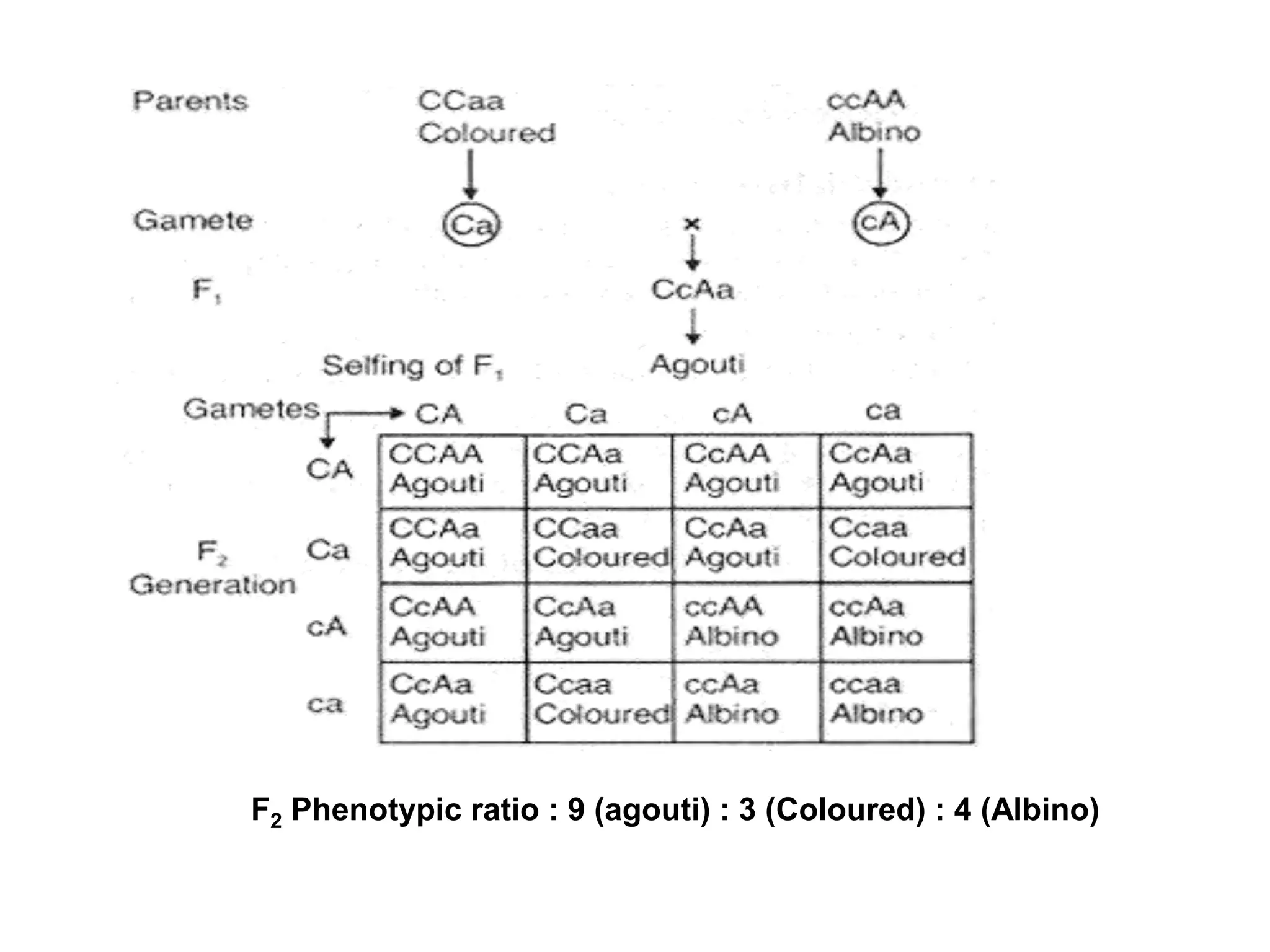F2 Phenotypic ratio : 9 (agouti) : 3 (Coloured) : 4 (Albino)
 