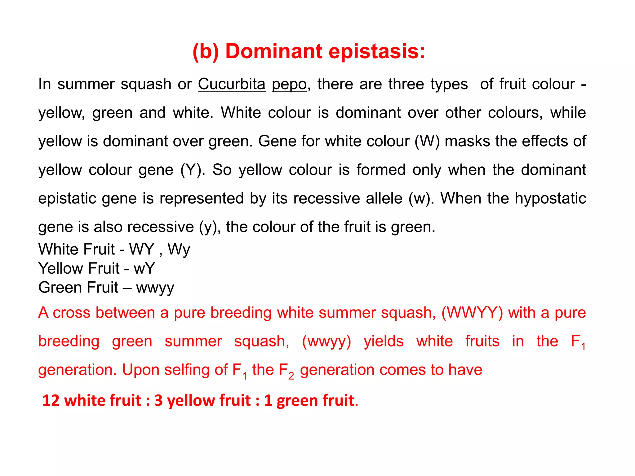 (b) Dominant epistasis:
In summer squash or Cucurbita pepo, there are three types of fruit colour -
yellow, green and white. White colour is dominant over other colours, while
yellow is dominant over green. Gene for white colour (W) masks the effects of
yellow colour gene (Y). So yellow colour is formed only when the dominant
epistatic gene is represented by its recessive allele (w). When the hypostatic
gene is also recessive (y), the colour of the fruit is green.
White Fruit - WY , Wy
Yellow Fruit - wY
Green Fruit – wwyy
A cross between a pure breeding white summer squash, (WWYY) with a pure
breeding green summer squash, (wwyy) yields white fruits in the F1
generation. Upon selfing of F1 the F2 generation comes to have
12 white fruit : 3 yellow fruit : 1 green fruit.
 