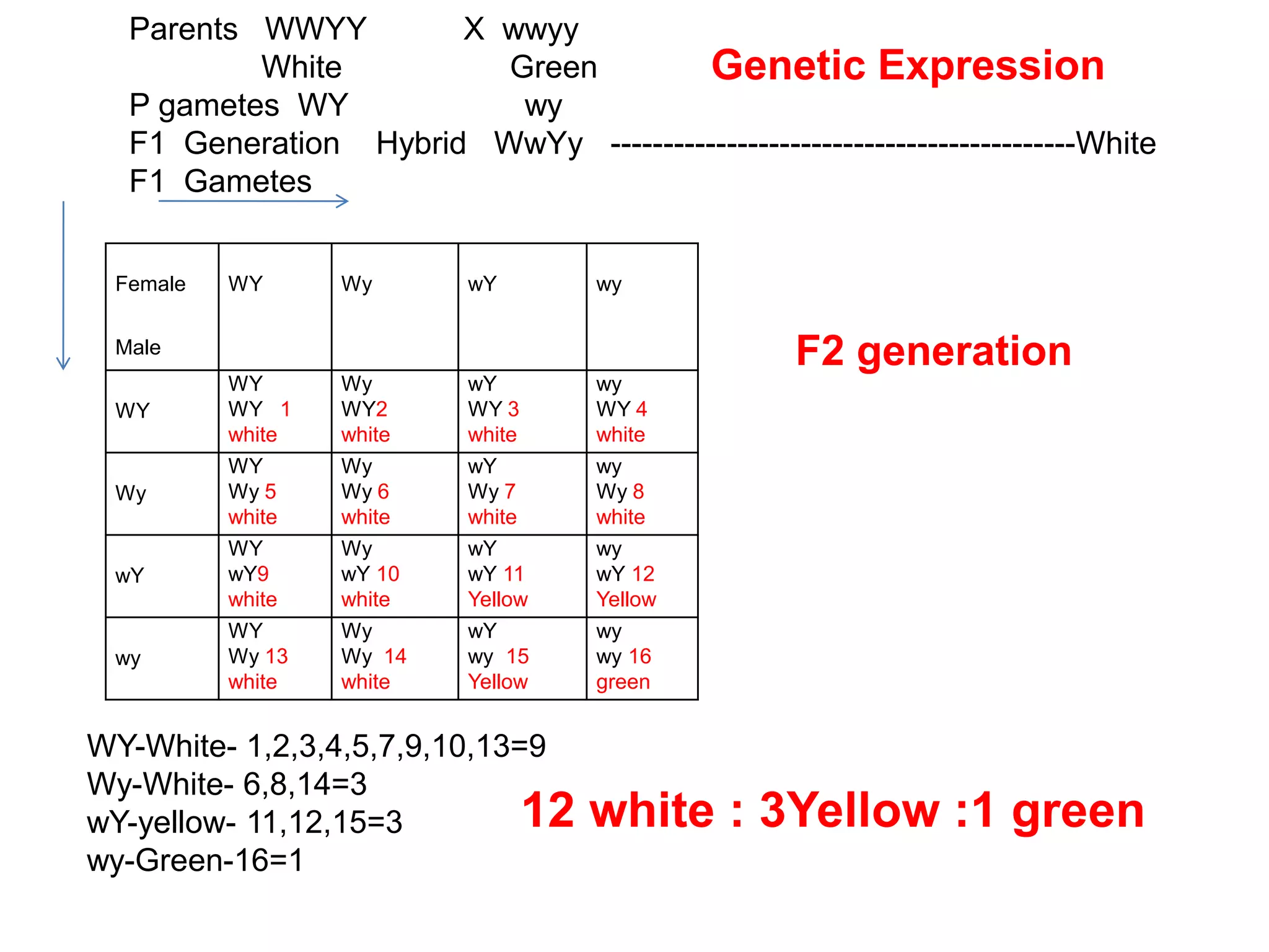 Parents WWYY X wwyy
White Green
P gametes WY wy
F1 Generation Hybrid WwYy --------------------------------------------White
F1 Gametes
Female
Male
WY Wy wY wy
WY
WY
WY 1
white
Wy
WY2
white
wY
WY 3
white
wy
WY 4
white
Wy
WY
Wy 5
white
Wy
Wy 6
white
wY
Wy 7
white
wy
Wy 8
white
wY
WY
wY9
white
Wy
wY 10
white
wY
wY 11
Yellow
wy
wY 12
Yellow
wy
WY
Wy 13
white
Wy
Wy 14
white
wY
wy 15
Yellow
wy
wy 16
green
WY-White- 1,2,3,4,5,7,9,10,13=9
Wy-White- 6,8,14=3
wY-yellow- 11,12,15=3
wy-Green-16=1
F2 generation
12 white : 3Yellow :1 green
Genetic Expression
 