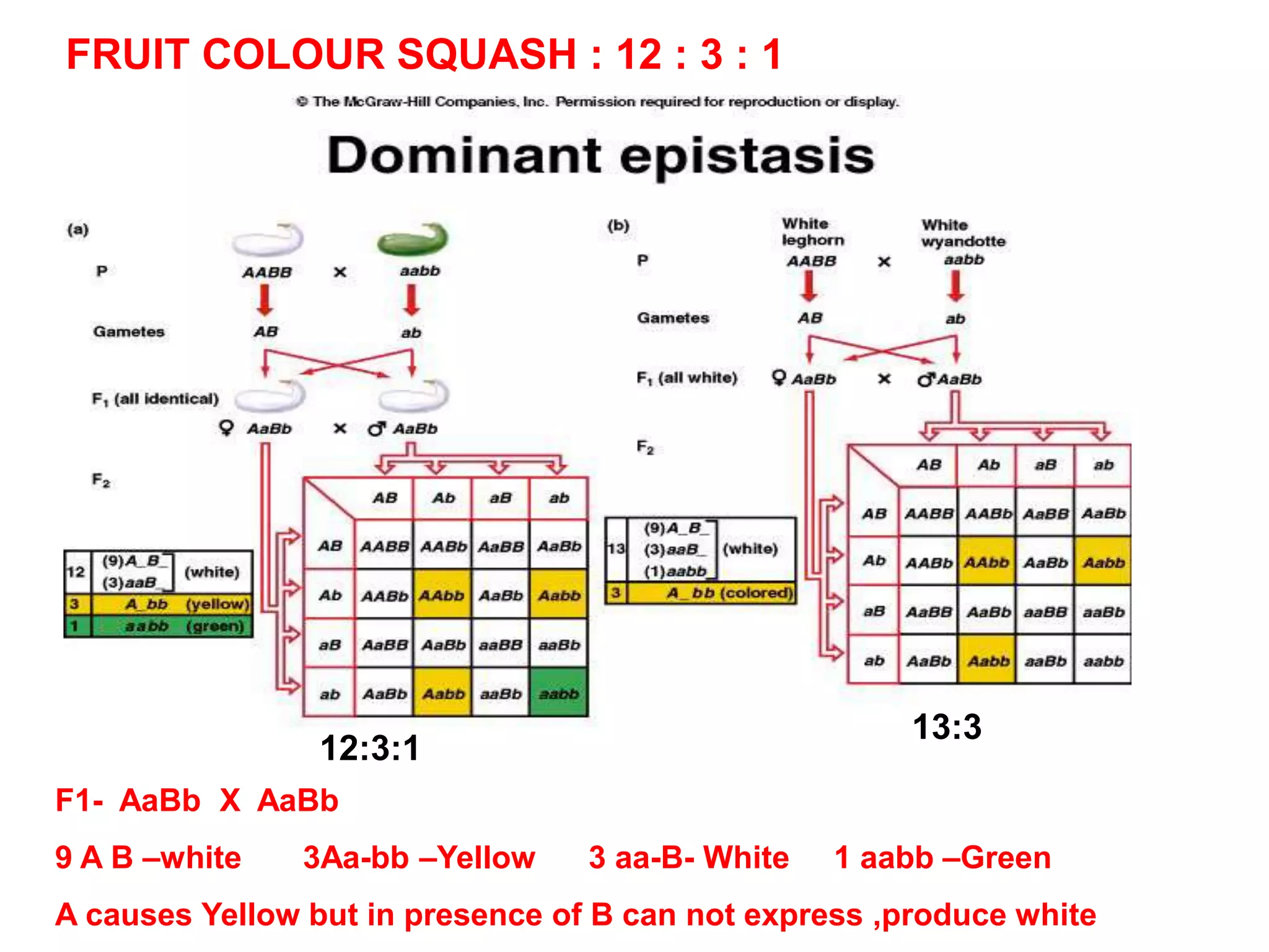 F1- AaBb X AaBb
9 A B –white 3Aa-bb –Yellow 3 aa-B- White 1 aabb –Green
A causes Yellow but in presence of B can not express ,produce white
FRUIT COLOUR SQUASH : 12 : 3 : 1
13:3
12:3:1
 