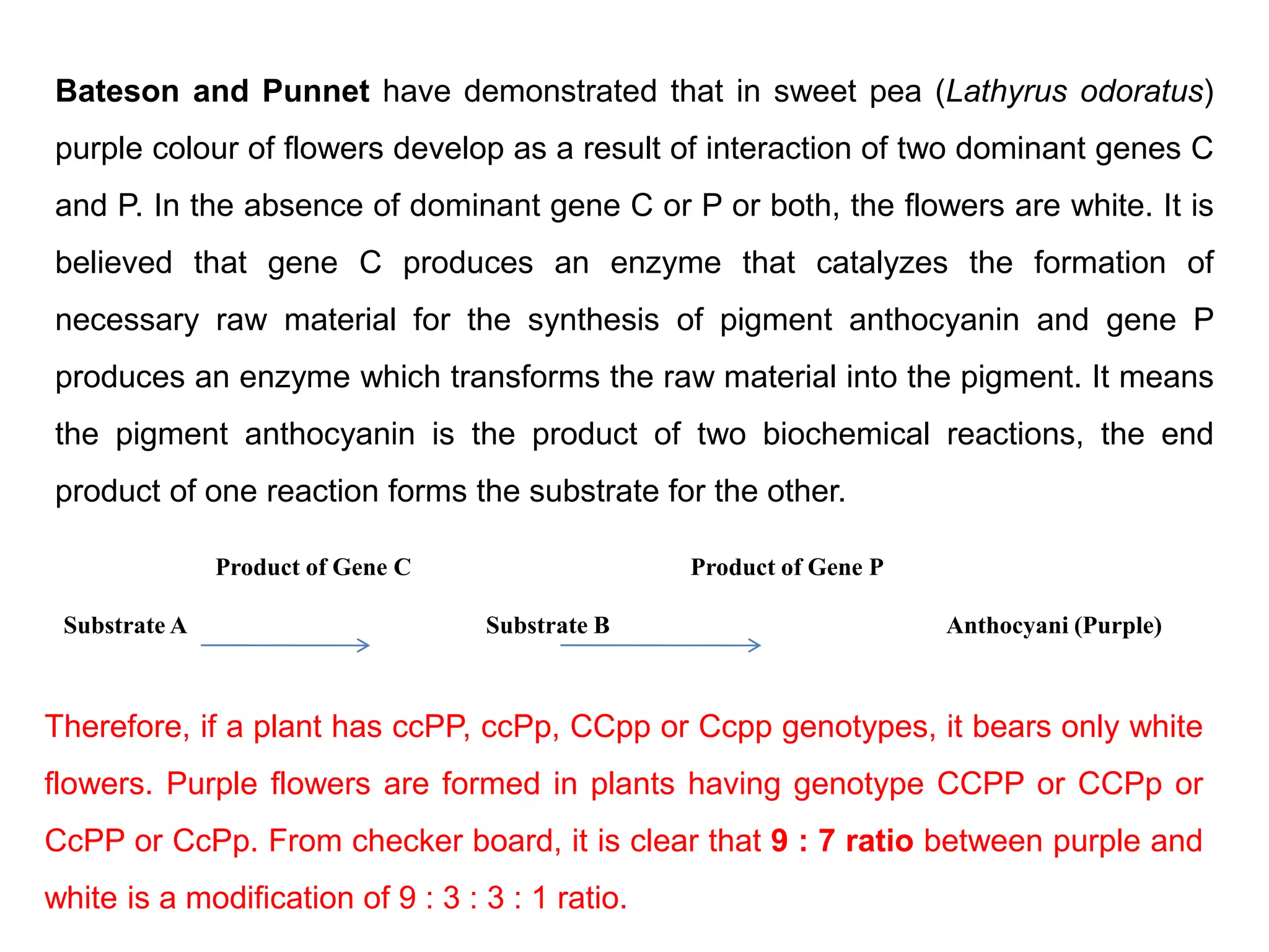 Bateson and Punnet have demonstrated that in sweet pea (Lathyrus odoratus)
purple colour of flowers develop as a result of interaction of two dominant genes C
and P. In the absence of dominant gene C or P or both, the flowers are white. It is
believed that gene C produces an enzyme that catalyzes the formation of
necessary raw material for the synthesis of pigment anthocyanin and gene P
produces an enzyme which transforms the raw material into the pigment. It means
the pigment anthocyanin is the product of two biochemical reactions, the end
product of one reaction forms the substrate for the other.
Product of Gene C Product of Gene P
Substrate A Substrate B Anthocyani (Purple)
Therefore, if a plant has ccPP, ccPp, CCpp or Ccpp genotypes, it bears only white
flowers. Purple flowers are formed in plants having genotype CCPP or CCPp or
CcPP or CcPp. From checker board, it is clear that 9 : 7 ratio between purple and
white is a modification of 9 : 3 : 3 : 1 ratio.
 